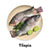 Tilapia