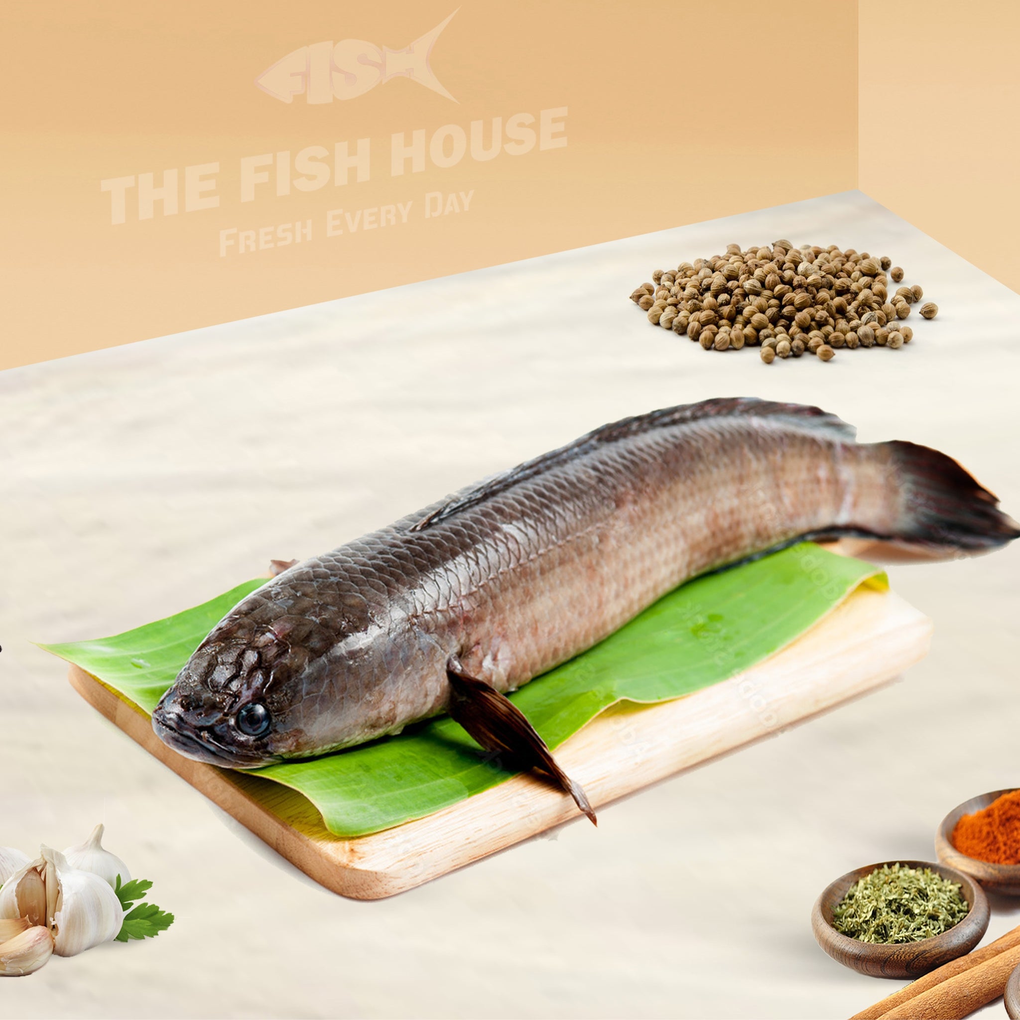 Live Viral / Murrel / விரால் மீன்-Whole