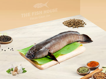 Live Viral / Murrel / விரால் மீன்-Whole